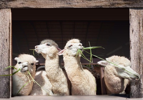 Vier alpacas in stalraam 100x70CM