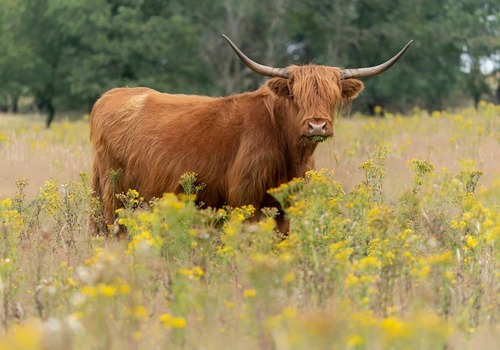 Longhorn in bloemenwei 100x70CM