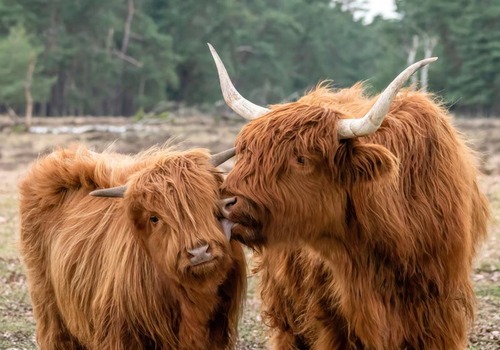 2 longhorns 100x70CM